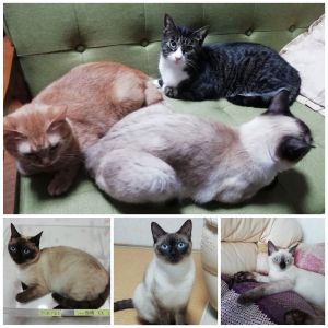 マル（大仙市）3匹目の猫として我が家にやって来て早一年。一年前の写真と比べると一目瞭然、精悍なシャム猫に成長しました。同時に背中もずい分黒くなりました。最終的には黒ネコになってしまうのではと笑っています。食欲旺盛で、且つ打たれ強い明るいキャラに、毎日元気を貰って過ごしております。