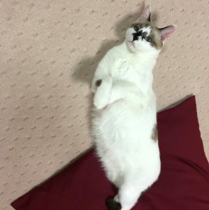 ラビィ（秋田市）「いぬ・ねこネットワーク秋田」様からラビィちゃん（19-K181）を譲り受けて1年が経ちました。ラビィちゃんはよく喋り、よく食べます。家中走り回って遊んでます。一生、家族で元気に楽しく生活できるように頑張って参りますので、今後ともご指導よろしくお願い申し上げます。まずは譲り受け１年経過のご報告まで。