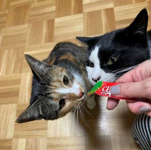 だいふく君・しあわせちゃん（秋田市）だいふく君は相変わらずイケメンツンデレでしあわせちゃんは相変わらず超甘えん坊ちゃんです