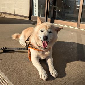 リッキー（潟上市）ごぶさたしていました。リッキーが家に来て早いもので7年に成りました。もう10歳です。大人しく賢い子ですから大切に可愛いがっていたら少し分離不安気味です。家に1人にさせる事はほとんどありません。ずっと大切に育てて行きます。