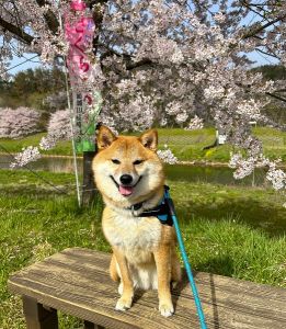 牛若丸（秋田市）牛若丸が家族になってくれてから早1年が過ぎました毎日が楽しく、あっという間の1年でした毎日、朝夕の散歩を楽しみにしていてくれて、時々手をちょんちょんとして催促してきますとても可愛くて、我が家にはもうなくてはならない大切な存在になっていますいぬねこネットワーク秋田さんの犬担当者さんはじめ皆さんのおかげで素晴らしいご縁をいただきまして本当に感謝しておりますこれからも、牛若丸との生活を1日1日大切に楽しく過ごして行きたいと思いますありがとうございました