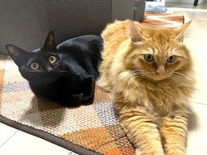 のぶこ（秋田市）黒猫我が家に来てくれて一年になりました！相変わらず先住猫と仲良しで気付けば寄り添っています。遊ぶことが大好きなおてんば娘に成長しました^_^