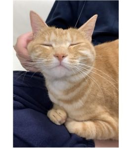 シャミー（横手市）5歳になりました。サカナとアイスの棒のおもちゃが大好き。食いしん坊です。楽器の練習中に甘えた声を出して邪魔をします。シャミー、うちにきてくれてありがとう。健康で暮らそうね。