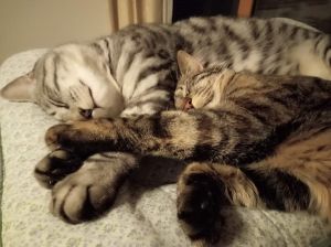 ぐり・ぐら（秋田市）先日2歳の誕生日を迎えました！兄弟と思われる大仙市のぎんちゃん・むぎちゃん、にかほ市のキョンちゃんも元気かな…？いつか会えたらいいな命を繋いで下さった方々、改めてありがとうございます_(_^_)_これからも大切に暮らします！