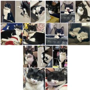 まめ（仙北市）まめが我が家に来てくれてからちょうど1年になりました。今ではおばあちゃんのおひざが大好きな甘えん坊さんです。遊ぶのも大好きで、羽根のおもちゃで猛ダッシュが日課です。おもちゃのネズミを捕まえて家族に見せにも来ます。とってもかわいいまめは、すっかり家族の中心です。寝る時も家族全員の布団に日替わりで来てくれます。まめとのご縁をくださったいぬねこネットワークの皆様、遠いところまでまめを連れてきてくださった保護主様、私たち家族に幸せを運んで頂いて、本当に感謝です！ずーっとまめを大切に幸せにします！