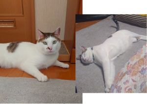 レオ（横手市）レオを迎えて3年が経ちました。毎日元気に走り回っています。おすまししたときのおちょぼ口がとてもかわいいです。