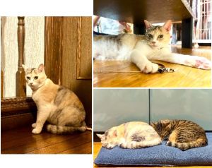 みりん（横手市）我が家にお迎えしてから早２ヶ月が経ちました。まだまだビビり要素は多く、逃げたりシャーしたりすることもありますが、だいぶ人馴れしてきました。来た時から撫でられるのが好きでしたが、今は顔周りが特にお気に入りのようで、自分から頬擦りしてくれます。先住猫のぽんず(23-K470)とは仲が良いんだか悪いんだか、お互いに舐め合っているかと思えば喧嘩が勃発したりで、賑やかで楽しいです。目ヤニが未だに出る時があるので、定期的に目薬を差しています。先日は初めて洗濯ネットに入れずとも爪を切ることが出来ました！毎日少しずつ成長を感じられて嬉しいです。お腹を見せて寝てくれたり、ひとりでおもちゃに本気でアタックしていたりと、自然な状態でいてくれることも増えました。まだまだ抱っこしたりは出来ませんが、呼べば返事してくれますし、ご飯の時には自分から寄ってきてくれます。今後もゆっくりゆっくり打ち解けていければいいなと思っています。うちに来てくれて本当に良かったです。ご担当者様をはじめ、いぬねこの皆様には日頃から感謝しております。皆様の日々の活動には本当に頭が下がります。これからも我々家族にできる範囲内で支援を続けていきたいと思います。