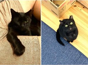 むー（能代市）家族になって１年、少しずつ距離が縮まり、お膝の上大好きっ子になりました(^^)特にパパのお膝がお気に入りです！皮膚の方は定期的な通院と投薬で落ち着いています(^-^)