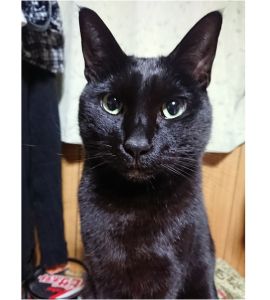 クー（秋田市）イケニャン。凛々しい顔付きと言われてます！