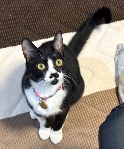 ロー(秋田市）人見知りもせず活発な子です。運動神経も抜群で、毎日おどろかされています。そしてお留守番も朝起きてからも1番に出迎えてくれます！可愛い家族をありがとうございます♪