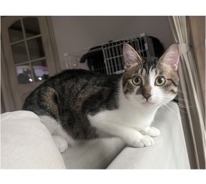 かぼす（秋田市）人見知りせず、誰にでもスリスリ。おしゃべり上手で甘え上手！