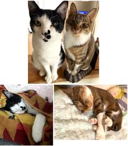 アメ・キク（にかほ市）姉妹をお譲りいただいてから1年が経ちました。抱っこが苦手で警戒心が強いのに、ストーカー気質で誰にでもどこにでもついてこようとするアメと、甘えん坊で独占欲が強いキク。布団に入ってきて一緒に寝てくれたり、決まった時間になると遊ぼうって誘ってきたりするこの子達に、家族全員の溺愛が止まりません。これからも健康で末永く一緒に過ごしたいと思ってます。