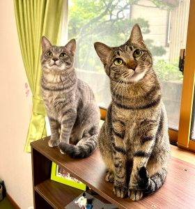 天（秋田市）天（テン）くんが我が家に来て半年が過ぎ先住猫ムギとも仲良く毎日走りまくって遊んでます。