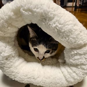 蓮（湯沢市）先住猫とも仲良く、パトロールしたり、大好きな段ボールで遊んでます。