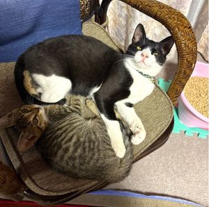 ゆきち(由利本荘市）とても人懐っこい子で、家の人になれるまで全然時間もかかりませんでした。人懐っこすぎて家に来る全ての人にすぐ懐いてしまいます(笑)今は新しくむかえた子猫ともとっても仲良しで毎日一緒に家中走りまわってます。