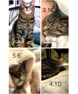 こまめ（秋田市）さみしん坊で甘えん坊のわんぱくちゃんで、毎日可愛くて愛しくて仕方ないです。くしゃみ鼻水はありますが、症状強いとき病院に罹りお薬も頑張って飲んでます。偉い！この子に出会えたこととこれからも一緒にいれることを、犬猫ネットワークの皆様と関係者の皆様に感謝申し上げます。ありがとうございます。