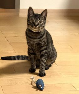 ふく（秋田市）我が家の家族になって2ヶ月が経ちました。大音量のゴロゴロで甘えてきます。玄関でお見送り、お出迎えもしてくれます。お話上手で、呼ぶとお返事します。我が家にはなくてはならない存在で、家族全員、メロメロです。