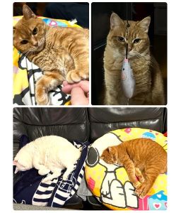 きなこ（秋田市）きなこが我が家に来て2ヶ月。おもちゃで遊んだり先住猫と追いかけっこしたりして元気に過ごしています。なでてほしいときにごろんとお腹を出すポーズに癒されています。