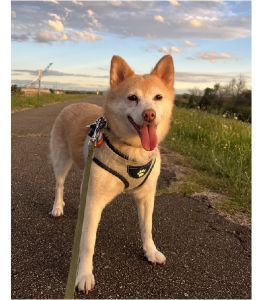 凪（秋田市）凪が家族になってから2ヶ月になりました。常に落ち着いていますが、最近は散歩とご飯の前はしっぽを回して喜んでくれるようになったり、不満がある時は鼻を鳴らしてアピールしてきます。これからも凪のペースに寄り添い、たくさん楽しい時間をすごしていきたいです。素敵なご縁をありがとうございました。