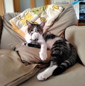 うり（大仙市）もらわれてきた当初は警戒していたうりですが、2週間すぎる頃にはすっかり我が家に慣れ、ごはんもトイレも申し分なく、今ではすっかり我が家の家猫です。本当に可愛らしくこれからも大事に家族の一員として育てたいです。