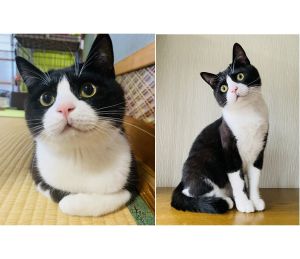 むぎ（横手市）チョビくんとしてトライアルに来た可愛い子今はむぎという名前になりました！むぎが来る前はペットロスで家中暗い雰囲気でしたが、今は笑顔が絶えない毎日です元気っ子の甘えん坊、可愛すぎて家族全員デレデレです！