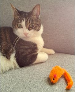 月(るな)（秋田市）月が家に来て一年がたちました。先住猫とも仲良しで沢山遊び元気いっぱいです。出会わせてくださったスタッフの皆さんに感謝しています。ありがとうございました！