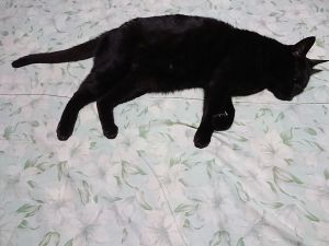 クー(秋田市）どんな表情してるかさっぱりわからない。でもそれが黒猫の個性。黒猫にハマると結構ヤバい(笑)