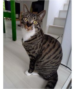 マサムネ(秋田市）家に来てからはいつも家族の輪の中心になってます。皆の会話も増えました！家に来てくれてありがとう。素敵な出会いに感謝です。