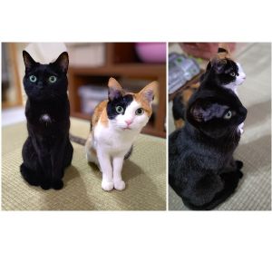 もも・すず（能代市）お転婆姉妹猫5歳になりました。三毛猫ももは、ツンデレを演じていますが実は甘えん坊で黒猫すずが近くに居ない隙に甘えに来て、ゴロゴロプスプスしています。しかし、ヤキモチ焼きの超絶甘えん坊の黒猫すずが必ず嗅ぎつけて甘えに来ます。たまにいざこざしながらも、寝るときは必ず一緒！仲良くしています。右の写真は遊んで欲しい時のお利口さんスタイル！ももはネズミのおもちゃ、すずは猫じゃらしが大好きです飽きもせずに遊んでくれます。５歳になりましたがまだまだ仔猫気分が抜けていない姉妹猫です。このまま、元気に過ごしてほしいです。