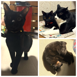 ニニ（秋田市）すごく好奇心旺盛でおてんば、毎日駆け回ってます(^_^;おもちゃを投げると咥えて持ってくる天才ニニちゃん、手足も長くてモデル体型です(^_-)先住猫の真似っこ、毎日二匹くっついて寝ていますzzzあんなに小さかったのに日々成長を感じますTT