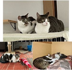 はな（秋田市）はなさんが我が家に来てちょうど1年が経ちました。他の子ともよく一緒に居るようになりました。当初は警戒して付かず離れずの距離感だったのですが、ここ1か月くらいで、一緒にゆっくりしたり遊んだり、ついて歩くようになりました。最近は人との距離もだいぶ縮まっていて、以前はごはんを用意しても出窓などの安全圏で待っているだけでしたが、最近は時間になると催促しに来たり、用意していると近くをうろうろするようになってきました。繊細な子なので、怖がらせないように気をつけながら、このまま安心して過ごせて貰えたらと思います。