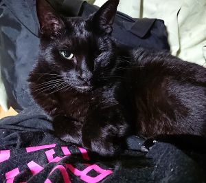 クー(秋田市）嫁のパーカーの上に毎日寝るようになりました。オスなのでこんなもんでしょうか(笑)オス猫あるある？