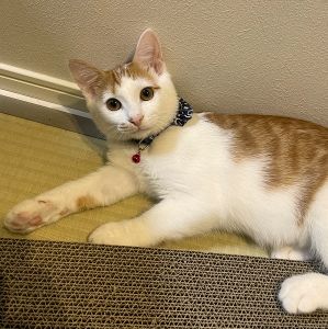 真打近左衛門(しんうちちかざえもん)（秋田市）とても活発で元気いっぱいです顎ニキビが少し出ているので次回の来院で話を聞いてみます