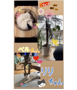 りり（秋田市）リリが家族になり2ヶ月が経ち、先住猫ちゃんとは少しずつ距離を縮めながら仲良くなりました。遊ぶのが大好きで運動会が2倍になりました。かわいい！とみんな癒されています。素敵なご縁をありがとうございました。