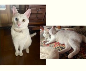 あいす（大仙市）一年経ってすっかり大きく成長したあいすくん。甘えん坊なところは変わらず、賢い一面もたくさんみせてくれます！先住猫とも仲良く過ごしてくれて嬉しい限りです。この先も一緒に楽しく過ごしていきたいです。素敵なご縁を有難うございました！