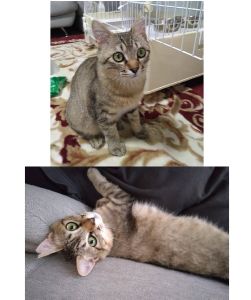 ちゃた（潟上市）ちゃたが来た日から、ご飯もトイレも失敗知らずですぐに慣れてくれました。抱っこが大好きな甘えん坊、ご飯もよく食べる食いしん坊さんです。家族みんなメロメロです。素敵なご縁ありがとうございます。