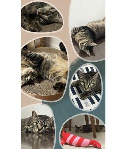 咲良(さくら)（秋田市）咲ちゃんがわが家に来てくれて早２ヶ月。もう、咲ちゃんのいない生活は考えられないくらい、わが家の大事な家族です！慣れるまでは猫ひとりで寂しそうでしたが、今やおてんばなお姫さま。私を見て！構って！撫でて！と、とっても元気いっぱいです！笑この出会いをくださった保護主さま、スタッフの皆さまに感謝しております。