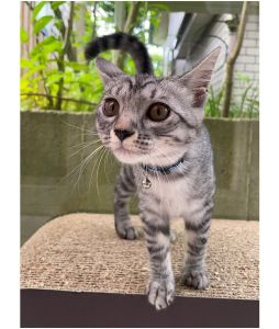 べに（秋田市）我が家に来てから早2ヶ月。よく遊び、よく食べ、よく寝てます。体重は2.46kgになりました。少しずつ先住猫との距離も縮まり、楽しく？追いかけっこをする毎日です。6/10にワクチン接種、6/16にマイクロチップ装着済み。8/21に避妊手術の予定です。