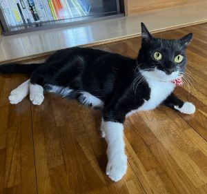 スズ（秋田市）とっても活発で元気にしています。窓から外の動く物にとても興味津々です。