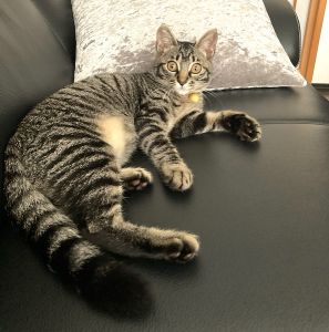 ノア（秋田市）ノアが来てから2ヶ月経ちました。毎日、家中走り回って元気いっぱいです。ソファーの背もたれの上がお気に入り。リビングの窓から庭を眺めるのが日課です。