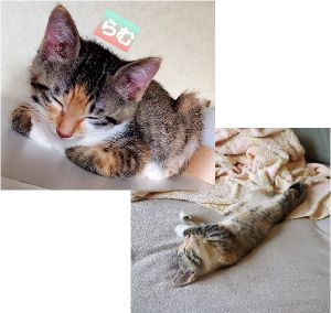 ラム（能代市）元気に遊んでます体調も大丈夫そうです