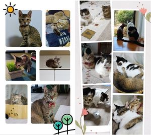 ナナ（五城目町）ナナを迎えて1年が経ちました。よく食べよく遊んで、当時1.5㌔しかなかった体重も今では4㌔弱まで増え、立派に成長しました。発情期には何かと大変でしたが、無事に避妊手術も終え、毎日元気に過ごしております。先住猫との関係も良好で、一緒に居る時間も増えました。これからも猫達と楽しく暮らしていきます。