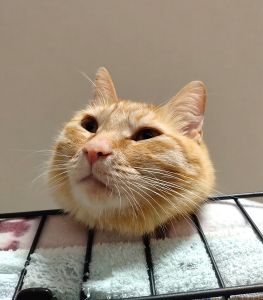 ちゃど（由利本荘市）２歳になりました。毎日妹猫のしづとプロレスごっこをしています。よく食べて、よく寝て健康に過ごしています。最近の日課は窓辺から鳥や人を観察することです。特に裏の畑のおじいさん、おばあさんにはにゃーにゃーとアピールしています。