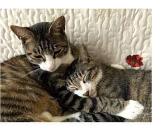 レオ・空(クウ)（湯沢市）家に来て2ヶ月が経ちました。2匹とも元気に過ごしています。毎日のようにプロレスをしていますが、とても仲の良い兄弟です。