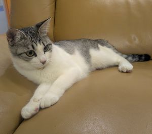 百花(もか)（秋田市）百花が来てくれて2ヶ月経ちました。毎日のお出迎え、沢山のお話、お返事も上手です。そして家族との添い寝まで…。ビックリする位高い所に移動したり、猫らしい遊びをしたりと、毎日とても元気な姿を見せてくれます。家族はその愛くるしい可愛さに癒され、毎日幸せを貰っています。こちらも貰うばかりでは無く、健やかに穏やかに暮らして、幸せだと感じてもらえる様に日々を過ごさせてあげれたらと思います。この素晴らしい出会いを下さった、いぬ.ねこネットワークの皆様、保護主様には感謝の気持ちでいっぱいです。ありがとうございました。