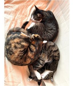 しま・育三郎・柴三郎（由利本荘市）我が家にお迎えし、あっという間に8ヶ月経ちました。毎日元気いっぱいです。2月には、去勢、避妊手術頑張りました。これからも、皆、仲良く、楽しく、賑やかに!!7月31日、1歳のお誕生日迎えました。これからもよろしくお願いします。