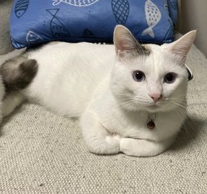 こま（男鹿市）本日でこまがうちの家族になってちょうど1年になりました。毎日ゴハン、おやつを良く食べます。現在の体重は3.9kgくらいあります。ちょっとビビりな所がありますが、毎日楽しく暮らしていると思います。