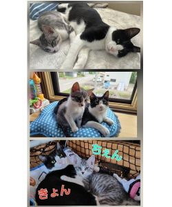 ちぇん（湯沢市）先日、無事にワクチンとマイクロチップの挿入を終え、元気いっぱいに過ごしています！先住猫のきょんもとても優しく、雄同士で心配しましたが1週間しないうちにグルーミングをしてあげるようになり。今では何をするにも一緒で、毎日運動会です。同じお宅に保護猫としてお世話になっていたと言うお話に、我が家に来たちぇんにも運命を感じてしまいました（笑）ちぇんを保護してくださり、大事にしていただいていたことに心より感謝申し上げます。とても愛らしく、愛おしい子達を有り難うございました。
