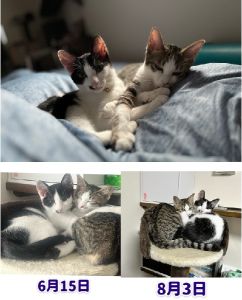 さくら（秋田市）1.2kgで迎えたさくらは、8/3で2.0kgと、順調に育っています。いつも寄り添っていたペットタワーのフロアも２匹では狭くなるほど大きく育ちました。毎晩兄妹で私のベッドで一緒に寝ています。そして全身全霊でオモチャ遊びしています。