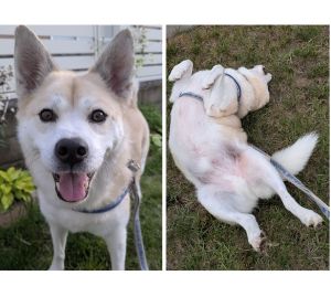 剛太（にかほ市）5年前の今日、ごうたが来ました。不安でいっぱいの姿からは想像が出来ないくらい、良い表情になったと思います。ご縁をいただいたことに感謝しながら、これからもごうたとの毎日を楽しんでいきたいと思います。